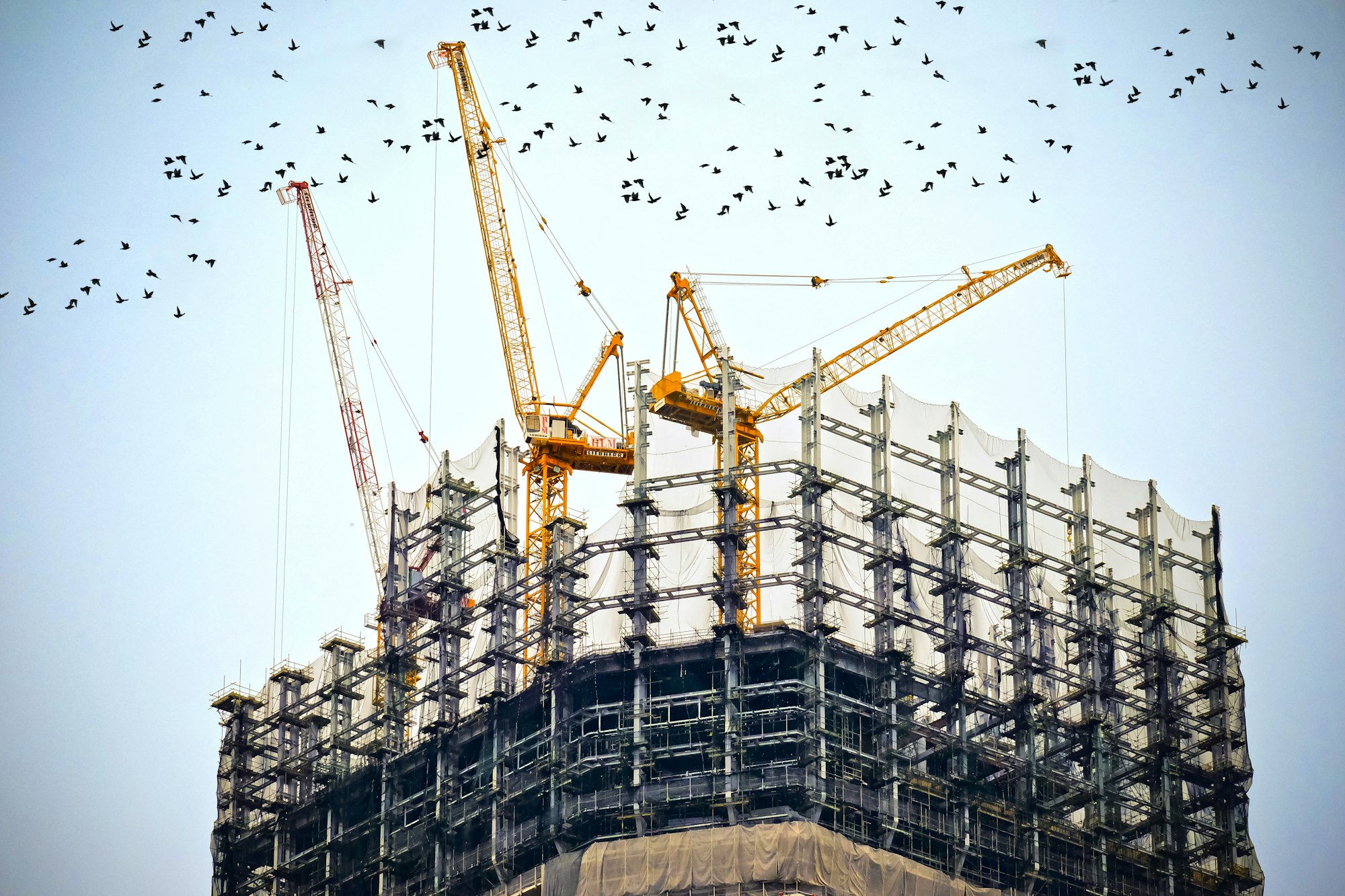 Tower cranes above a rising structure